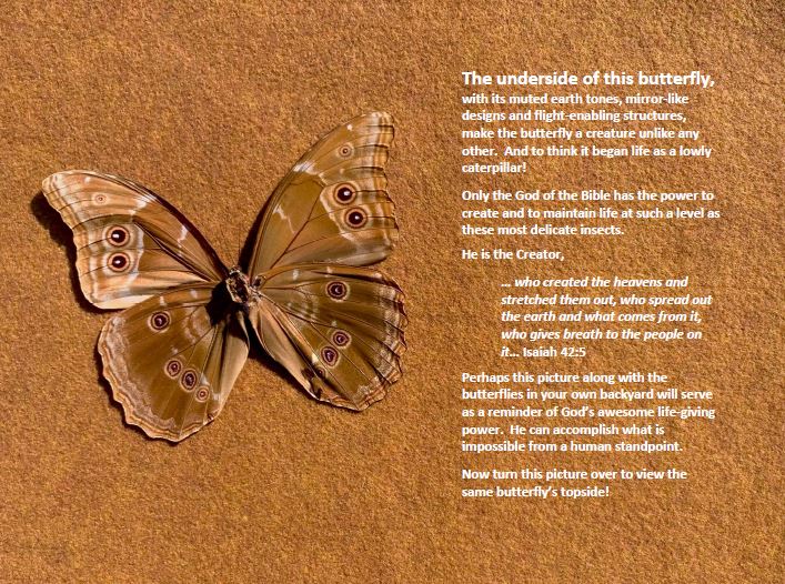 Butterfly Poster Underside